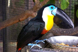 Toucan