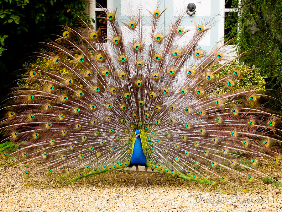 Peacock