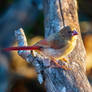 Crimson Finch - Juvenile (0422) nwm