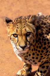 Cheetah (9613) nwm by jasonrosewarne