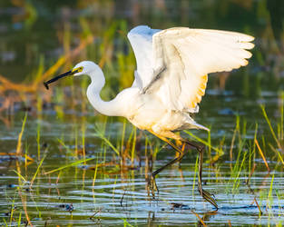 Egret by jasonrosewarne