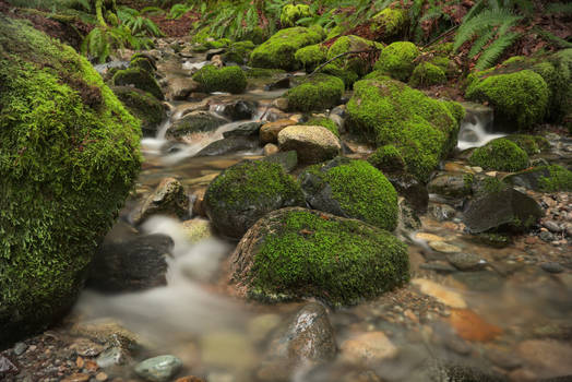 Mossy Winter Creek