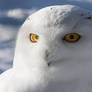 Arctic owl