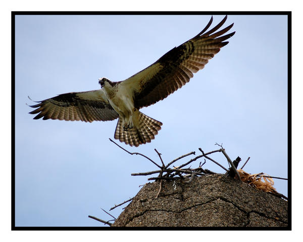 osprey 2