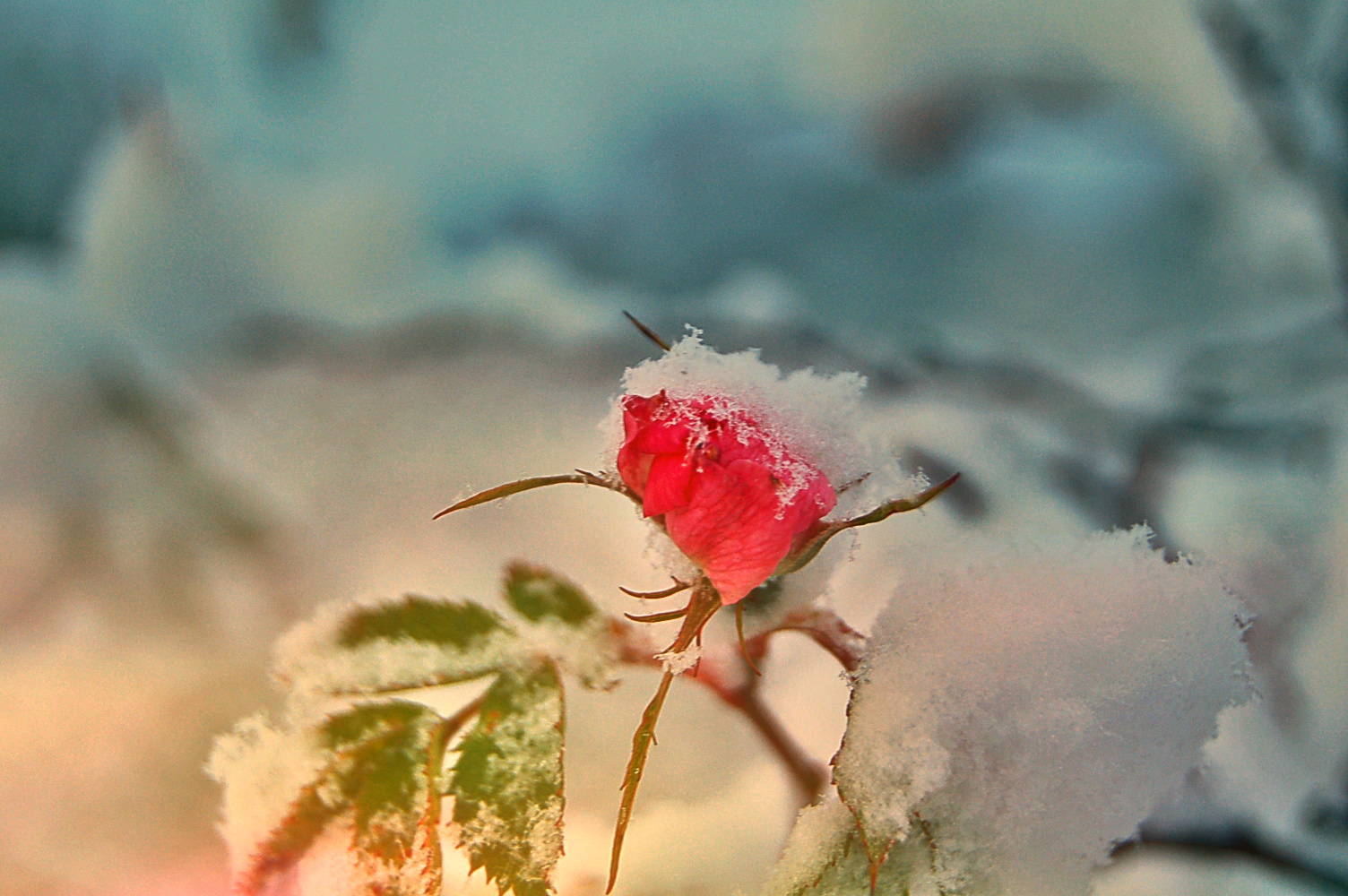 Winter rose