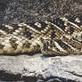 Mama Rattler.