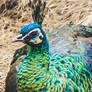 Lemme See Your Peacock