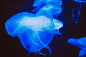 Jellyfish