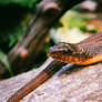 Red-bellied Watersnake