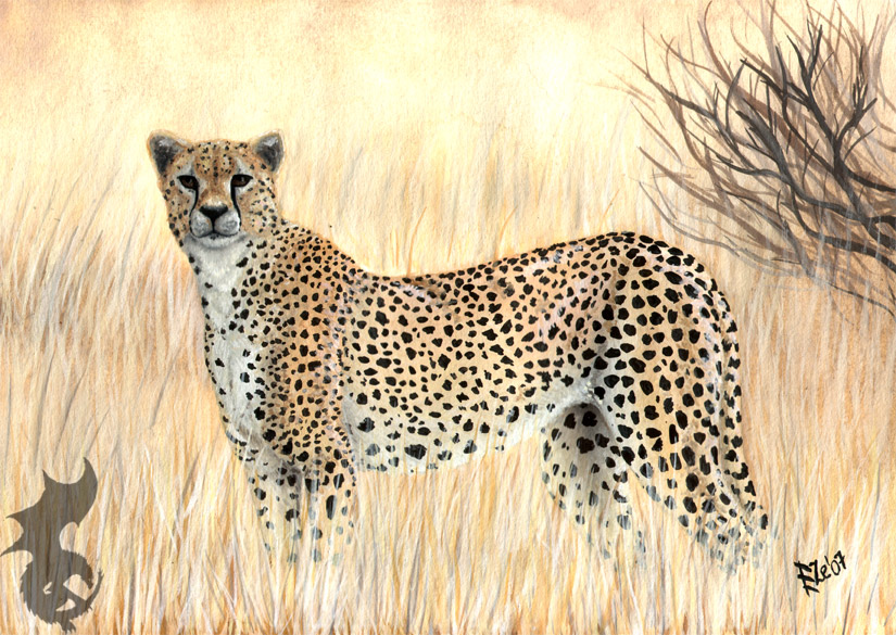 Cheetah