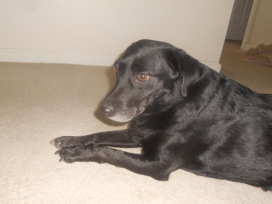 boochi boochi by MebutREAlizeD on DeviantArt