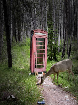 Deer by Phone Box