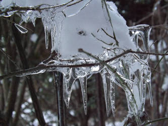 Le Ice On Bush With Snow