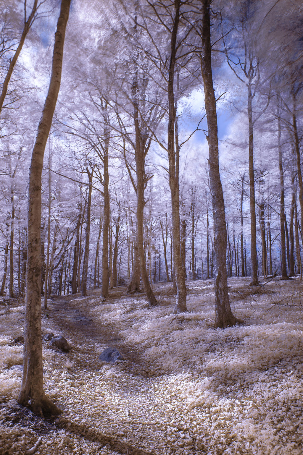 Woods trail IR