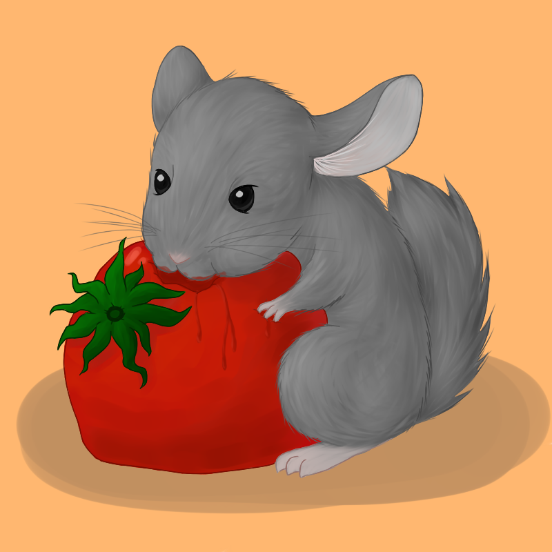 Chinchilla