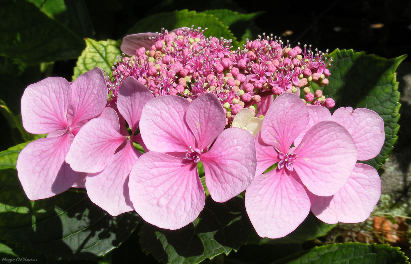 Eye-catching pink