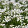 White flowers