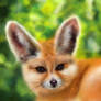 fennec fox