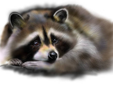 New Raccoon (sketch)