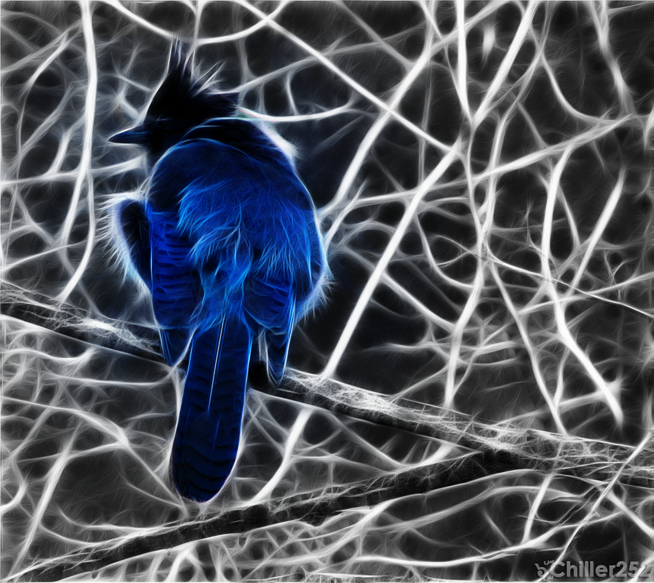 Steller's Jay