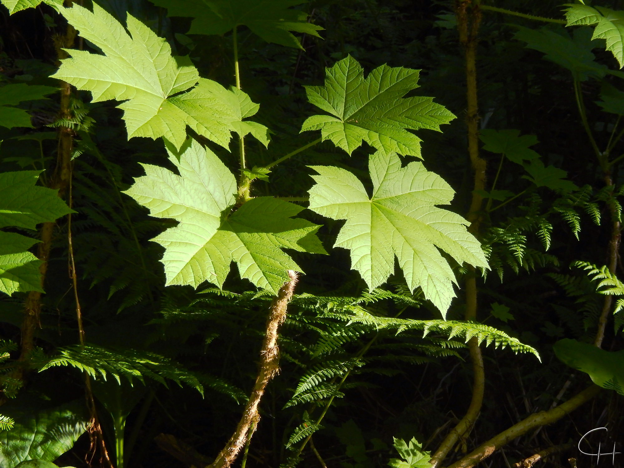 Forest Leaves