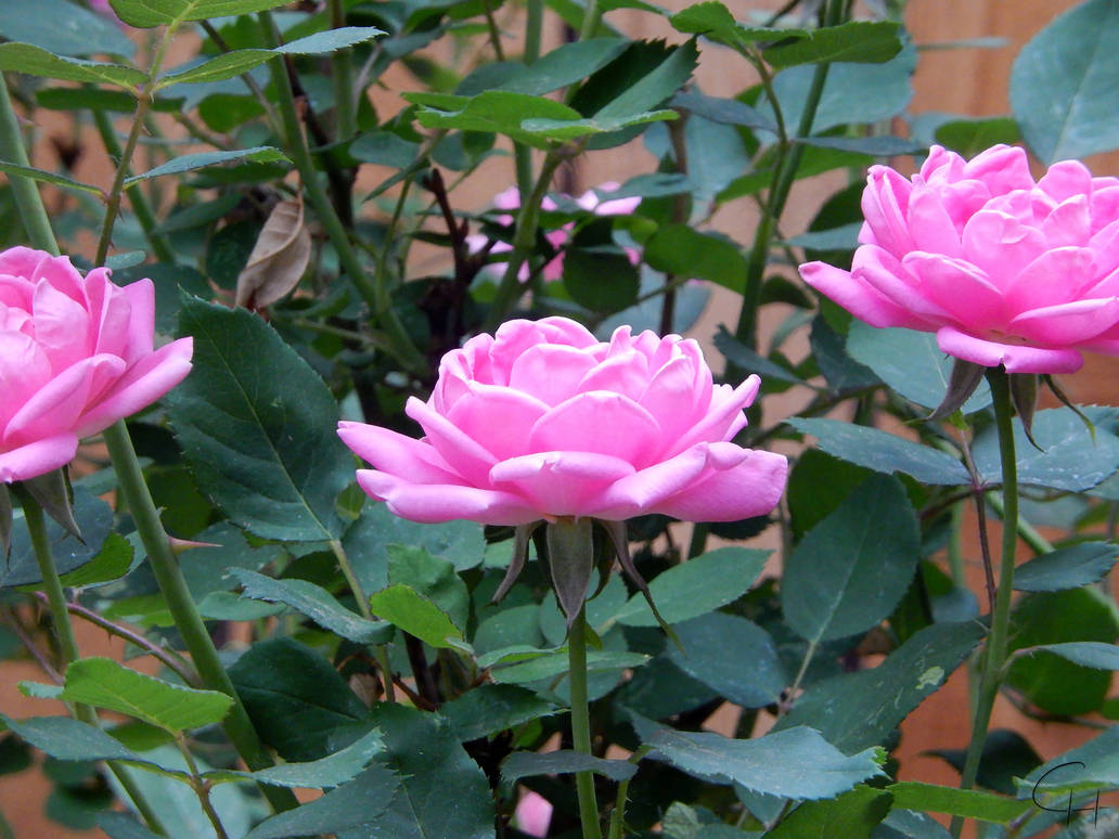 Pink Rose by Chillstice