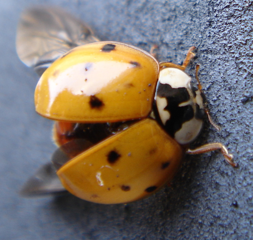 lookalike ladybug 2