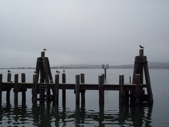 Gulls In Gray