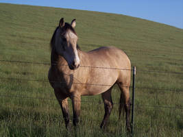 Lone Gelding