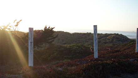 Costal Deer at Sunset