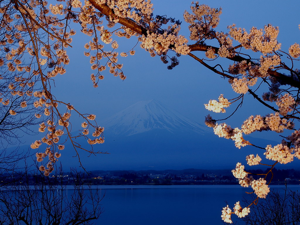 Sakura