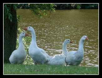 Geese