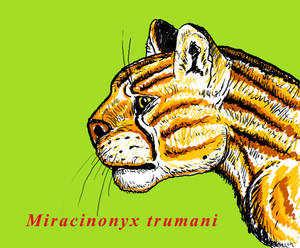 Miracinonyx trumani