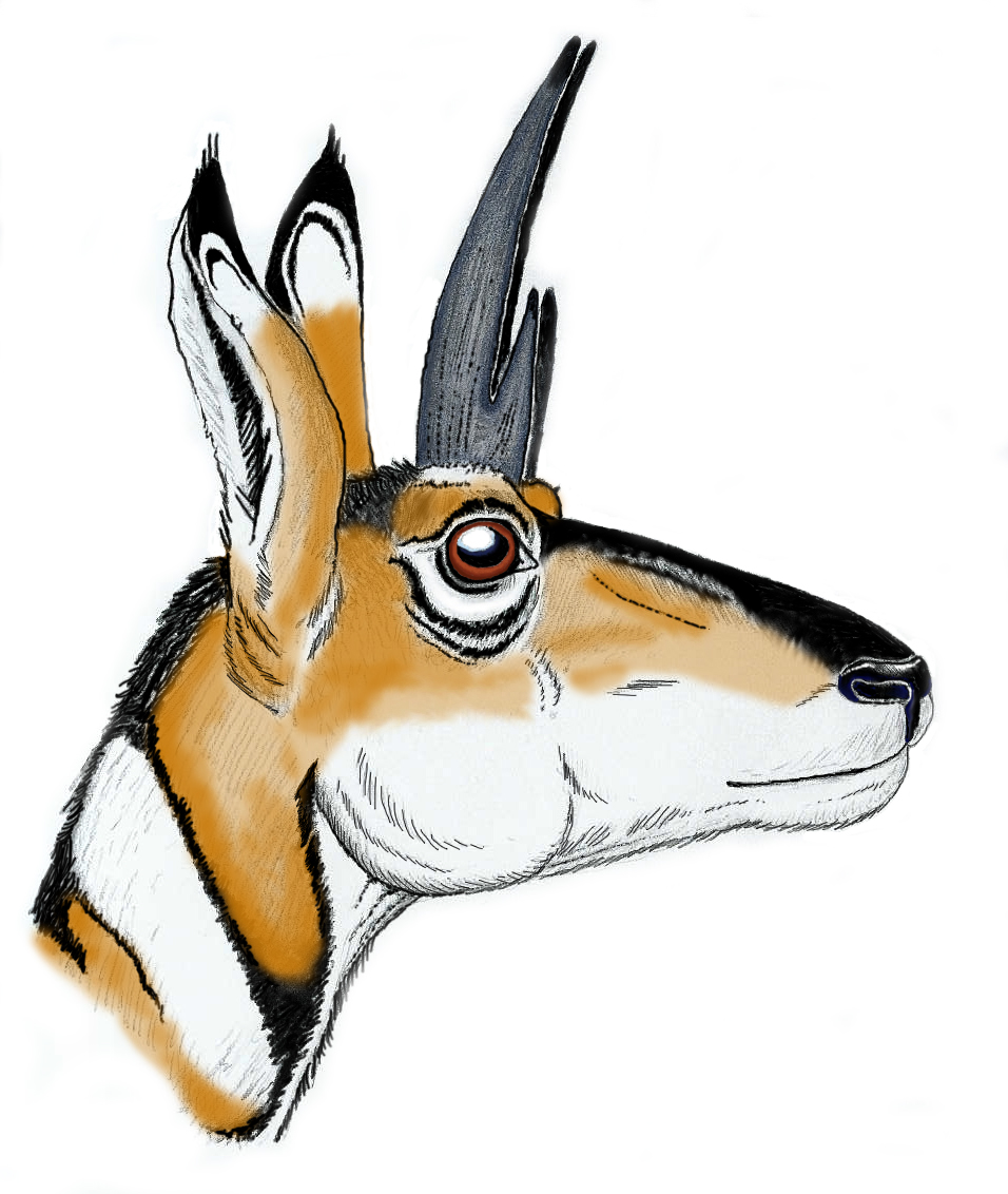 Pleistocene drawf prongHorn 1