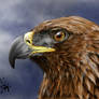 Golden Eagle