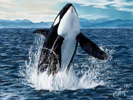 Orca (Killer Whale)