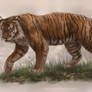 Javan Tiger