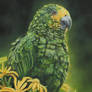 Yellow-headed Amazon Parrot