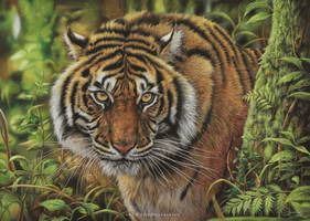 Guardian of the Sumatran Rainforest