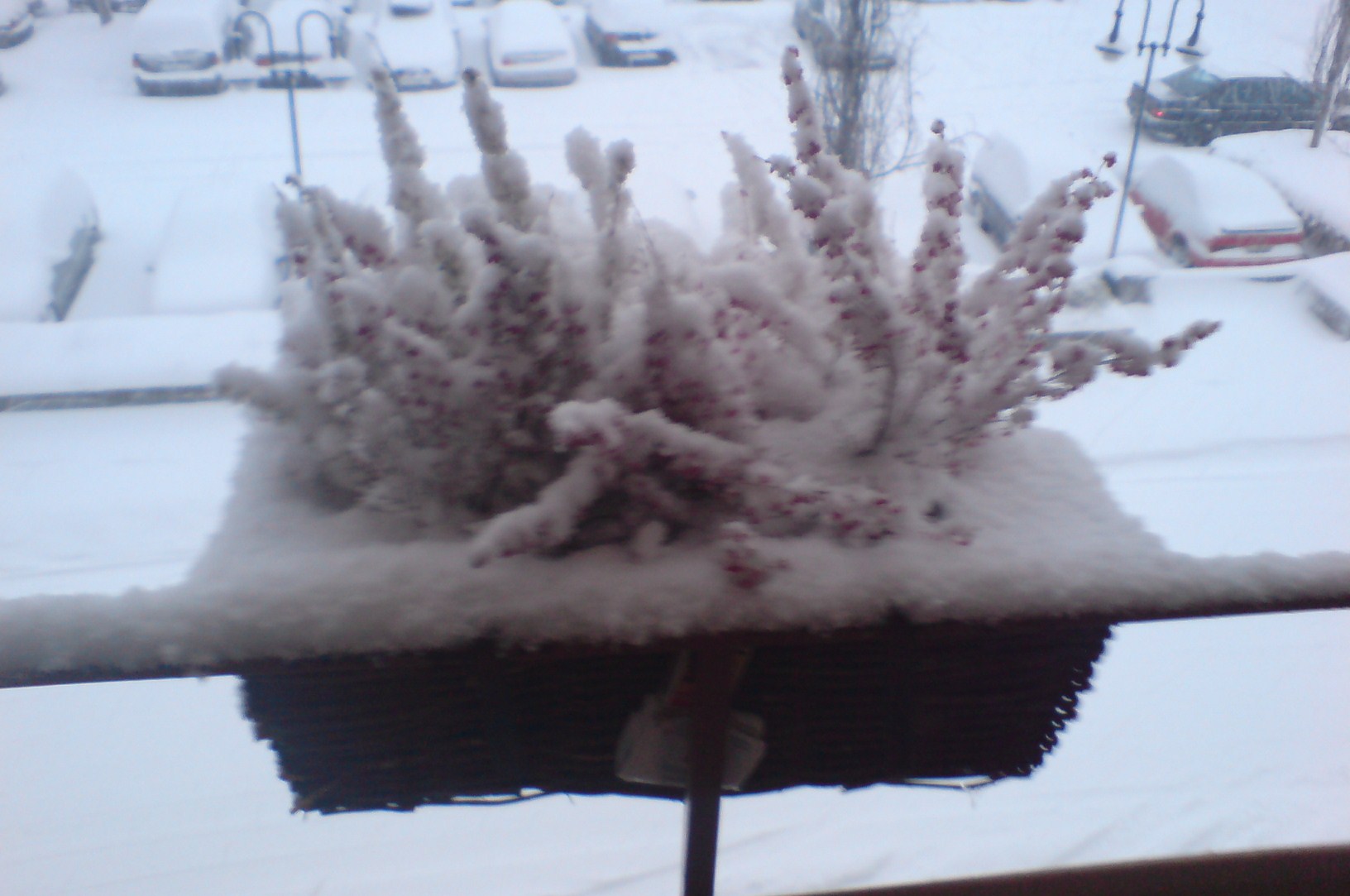 Window Box Snow