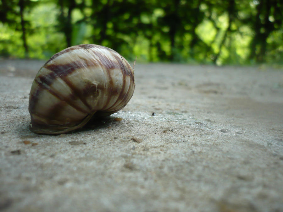 Snails are cute