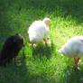 Three Ducklings