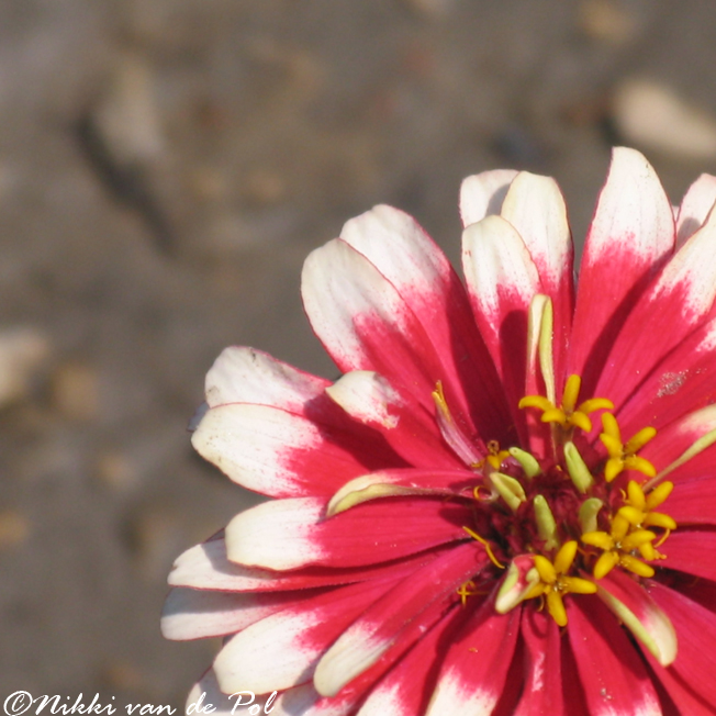 Stars in a Fuchsia Sky