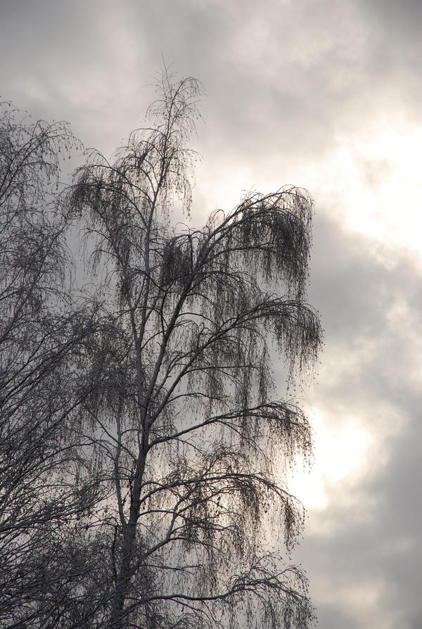 A Trace of Winter Mourning