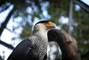 Caracara