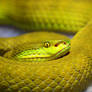 Venomous yellow