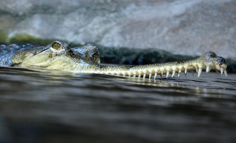 Gavial