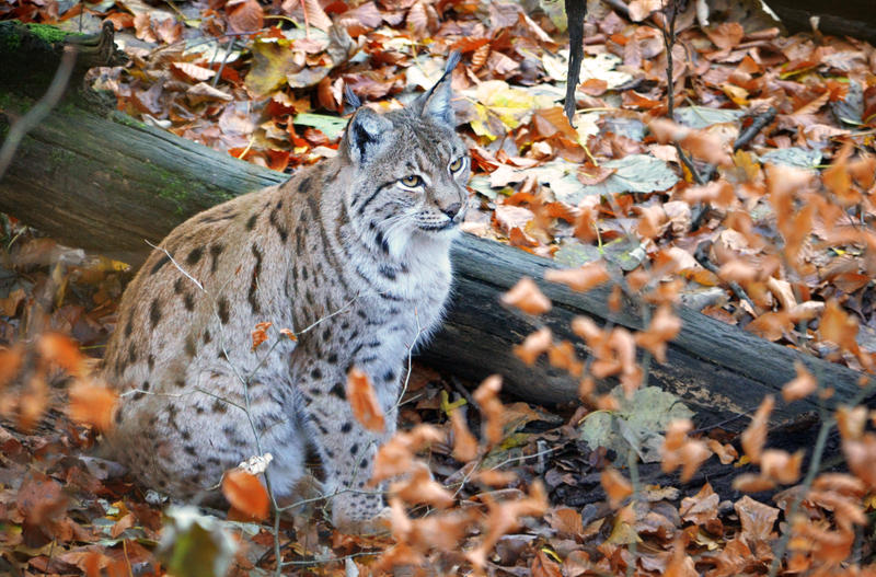 In The Shade Of The Forest