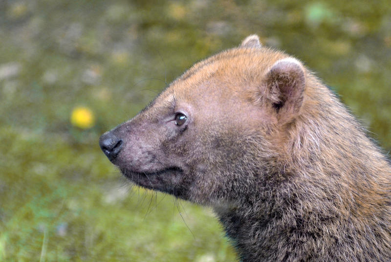 Bush Dog Portrait