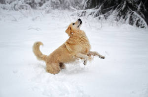 Winter Joy by Nikki-vdp Winter Joy by Nikki-vdp